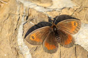 Erebia aethiopellus